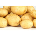 2016 New Crop Fresh Potato